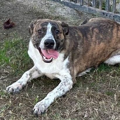 SIMON, a Adoptable mixed breed in Delano, CA image 3/3