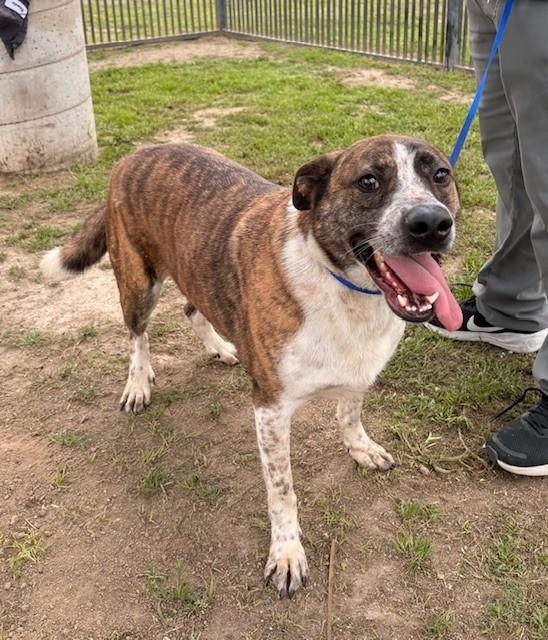 Enlarge SIMON, a Adoptable mixed breed in Delano, CA image 3/5