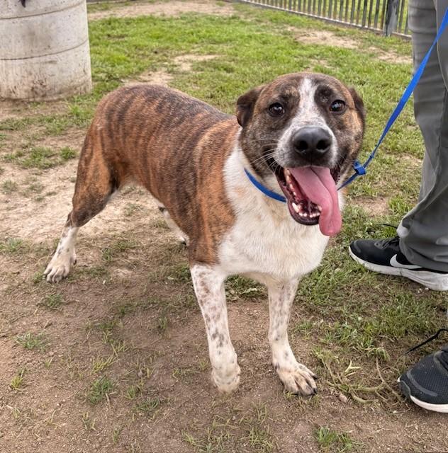 Enlarge SIMON, a Adoptable mixed breed in Delano, CA image 1/5