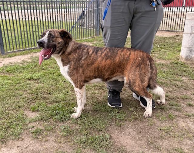Enlarge SIMON, a Adoptable mixed breed in Delano, CA image 2/5