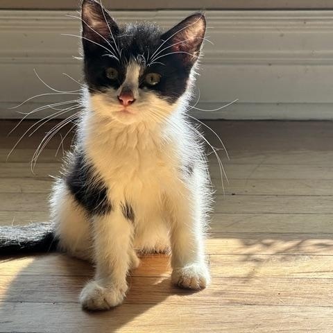 Enlarge Krissy, a ADOPTABLE Domestic Short Hair in Minneapolis, MN image 1/4
