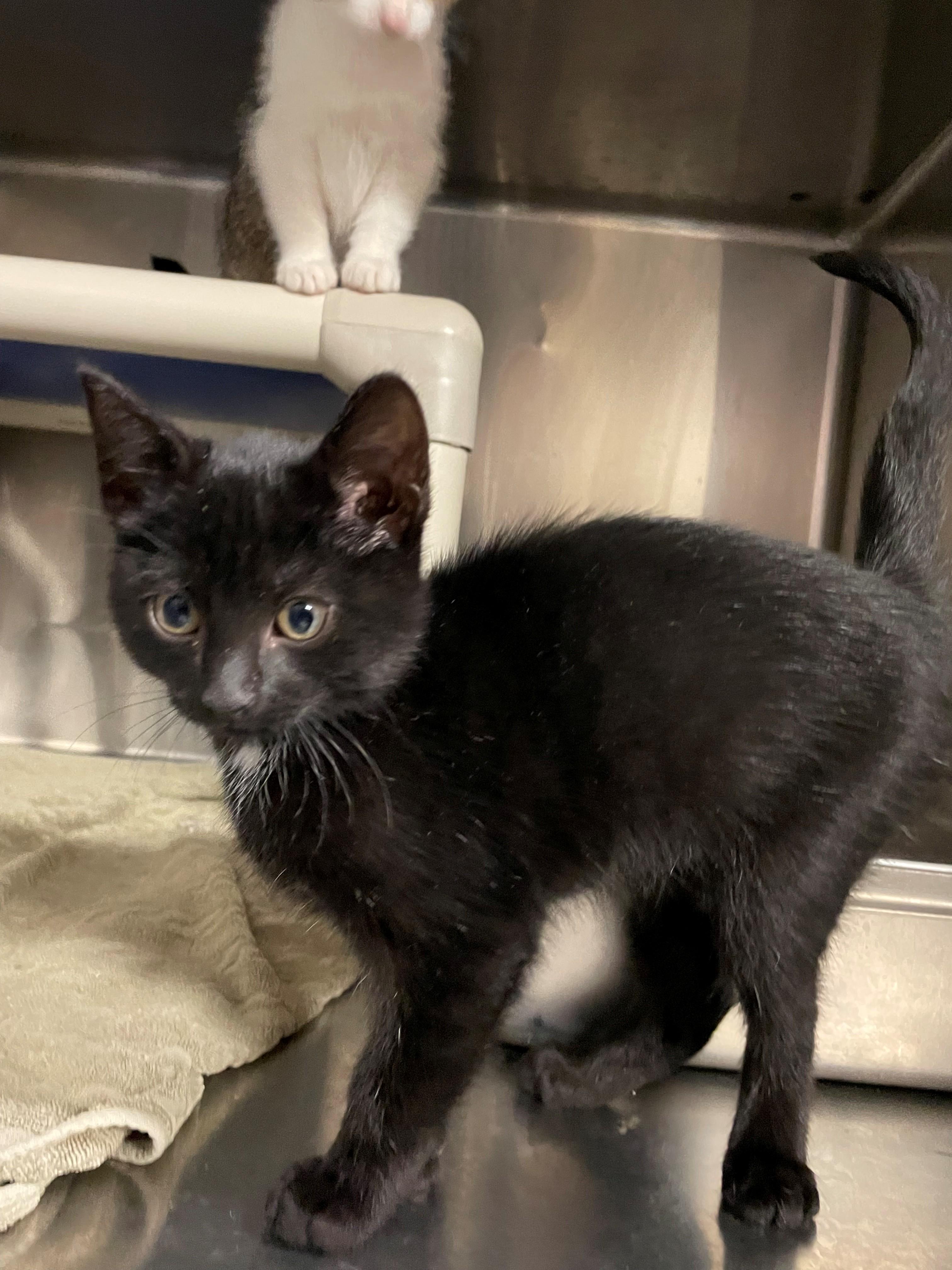 Marshmallow CS-416/25, Adoptable, Kitten Female Domestic Short Hair.