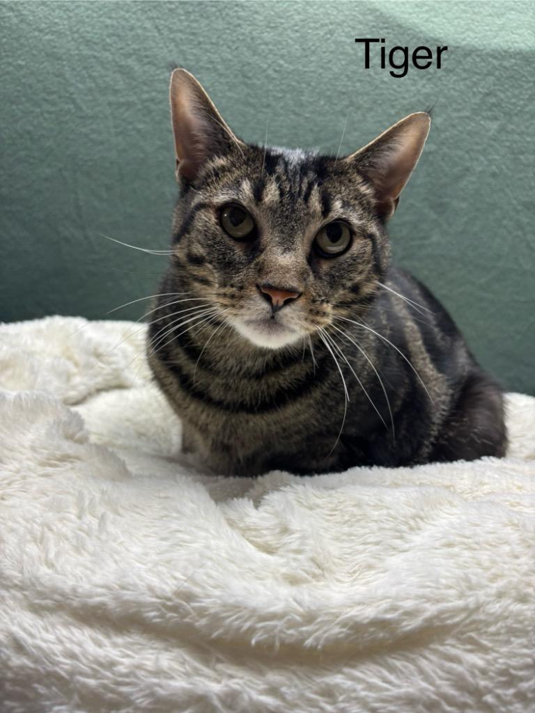 Tiger, Adoptable, Adult Male Domestic Short Hair.