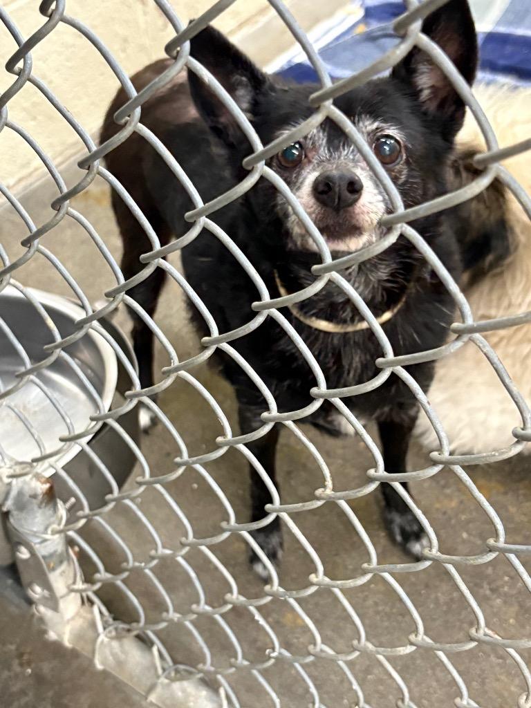 Enlarge Peppy, a Adoptable mixed breed in St. Helens, OR image 1/3