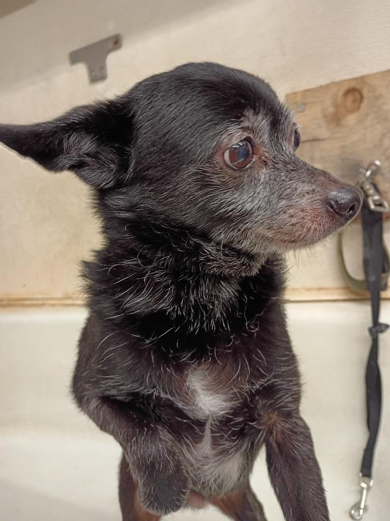 Enlarge Peppy, a Adoptable mixed breed in St. Helens, OR image 2/3