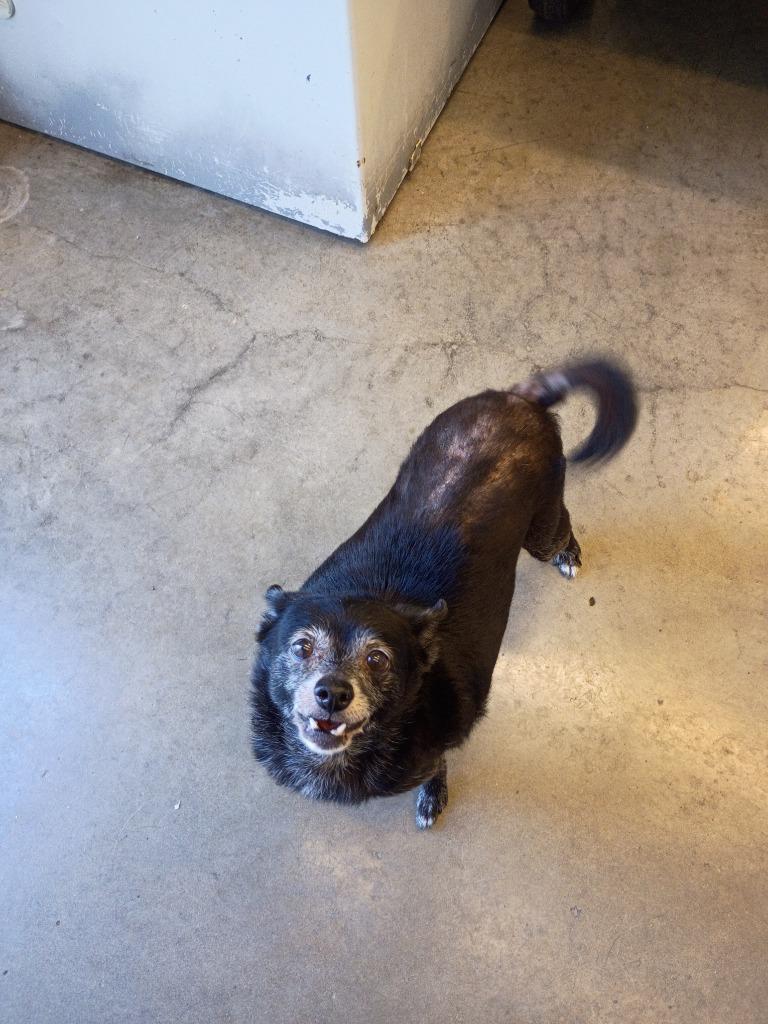Enlarge Peppy, a Adoptable mixed breed in St. Helens, OR image 3/3