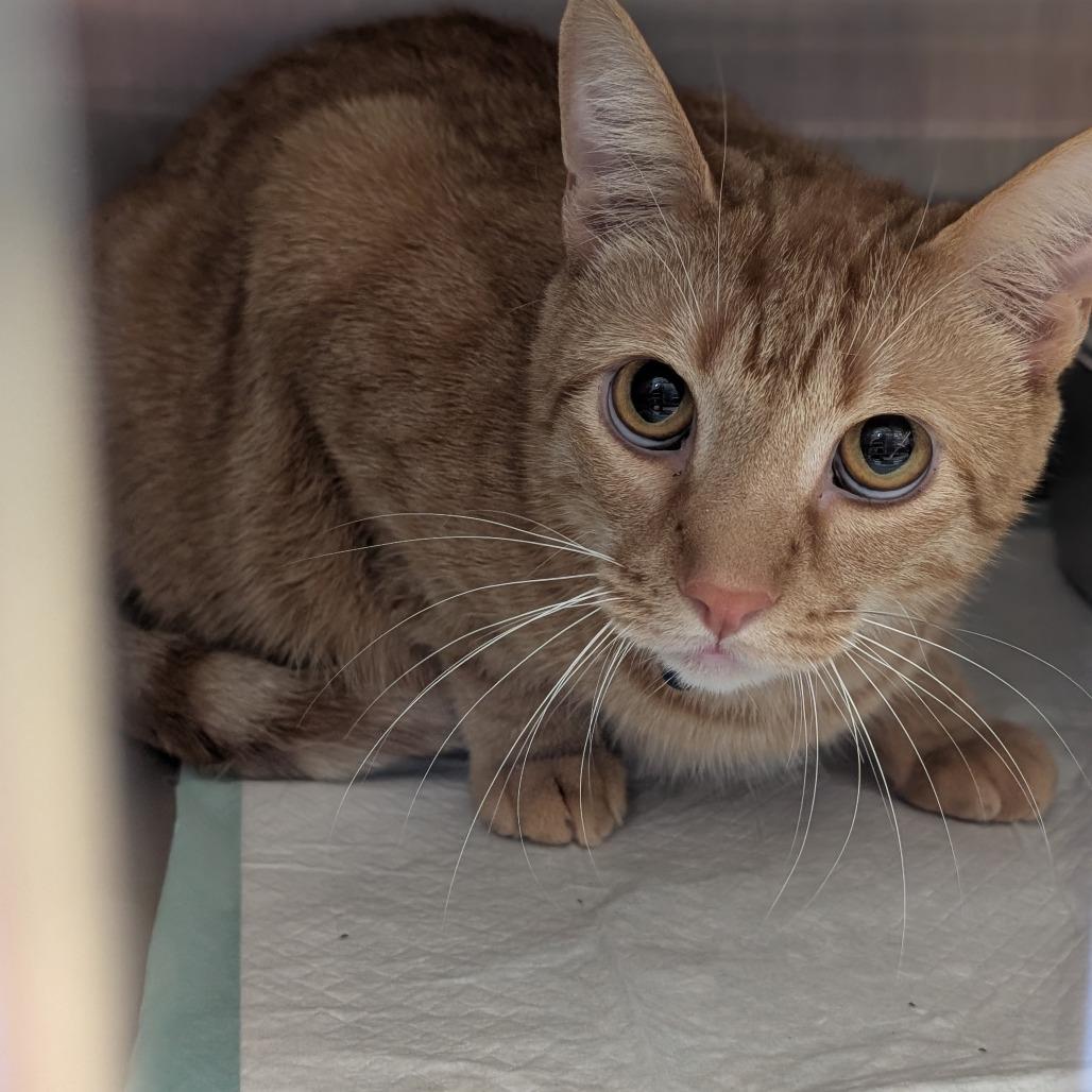 Chips, Adoptable, Adult Male Domestic Short Hair.