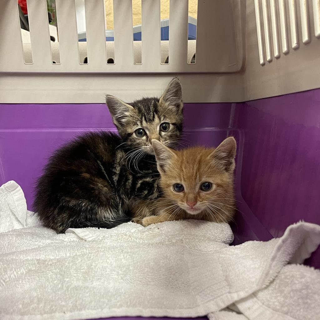 Enlarge Chips, a Adoptable Domestic Short Hair in Sand Springs, OK image 2/2