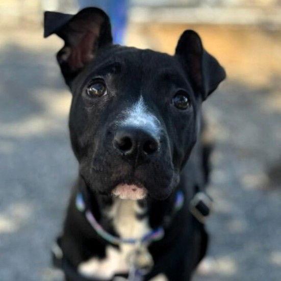 Pie, Adopted, Puppy Female Pit Bull Terrier.