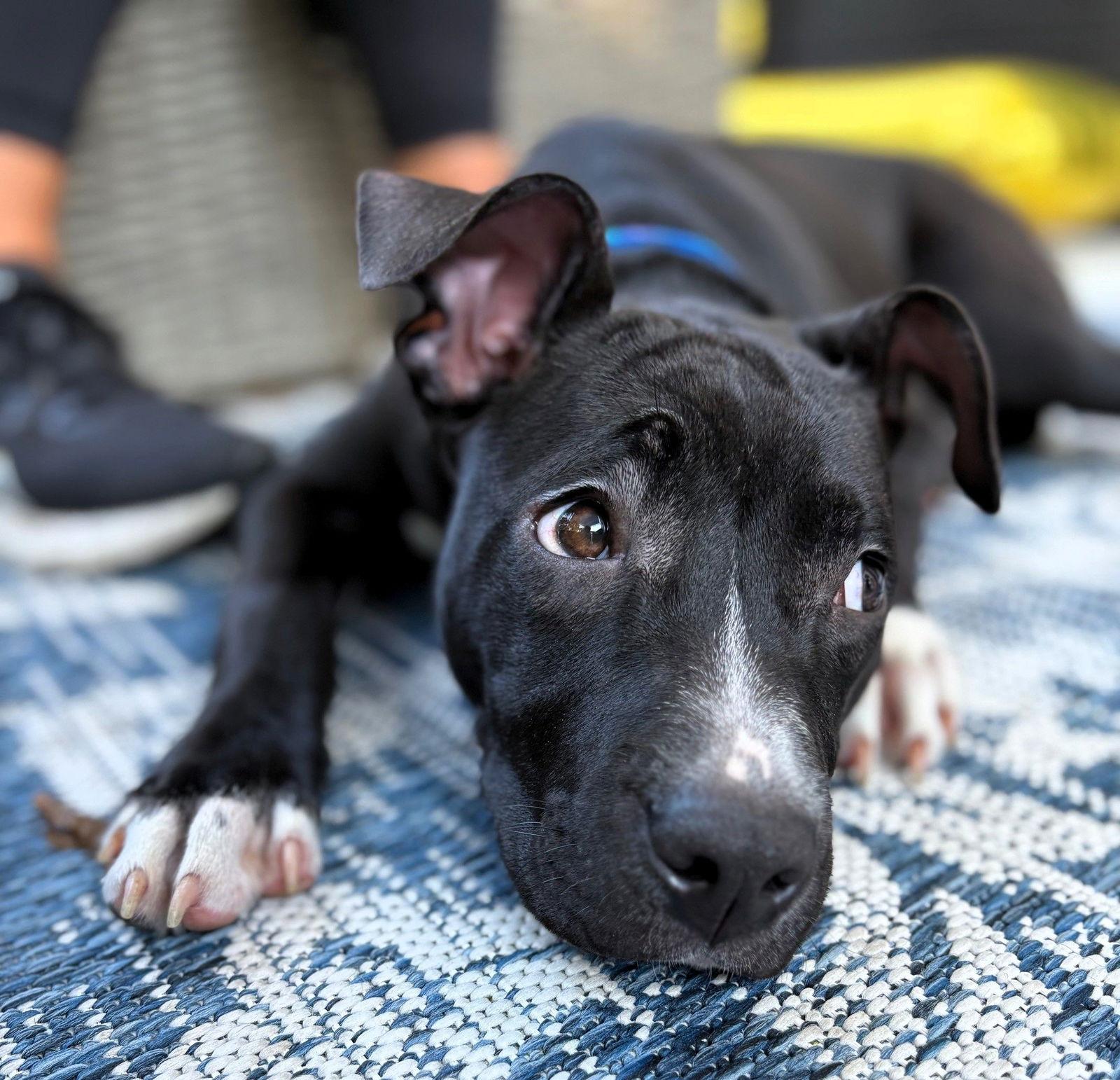 Pie, a Adopted Pit Bull Terrier in Framingham, MA image 2/3