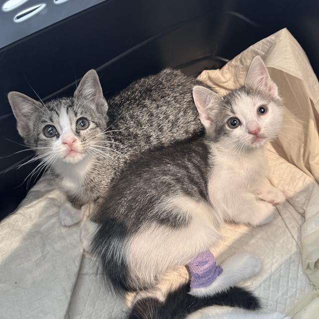 Enlarge Mandolin, a Adopted Domestic Short Hair in Jersey City, NJ image 4/6