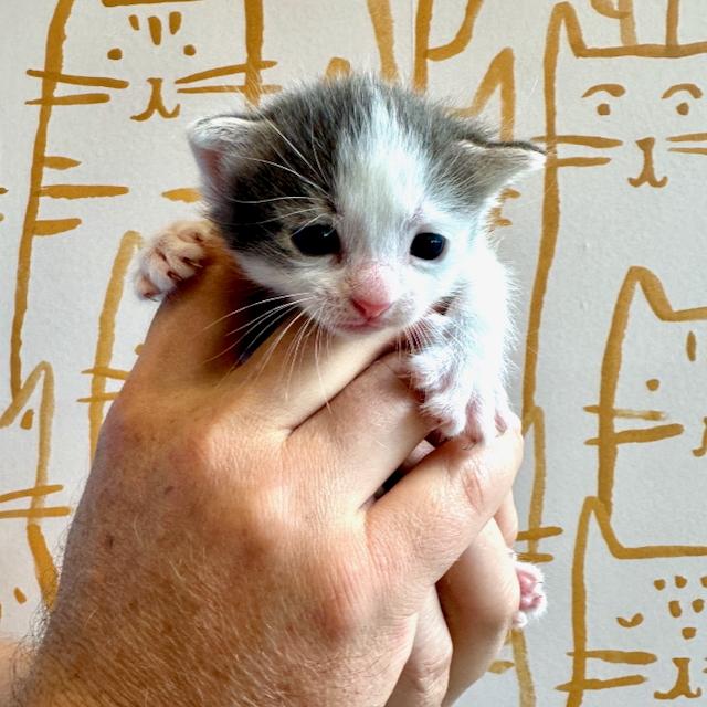 Enlarge Mandolin, a Adopted Domestic Short Hair in Jersey City, NJ image 6/6