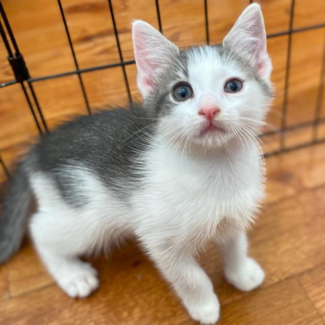 Mandolin, Adopted, Kitten Female Domestic Short Hair.