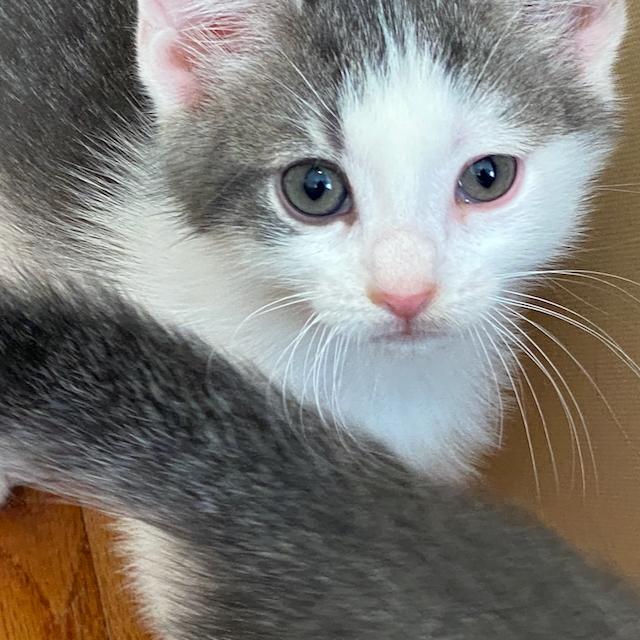 Enlarge Mandolin, a Adopted Domestic Short Hair in Jersey City, NJ image 3/6