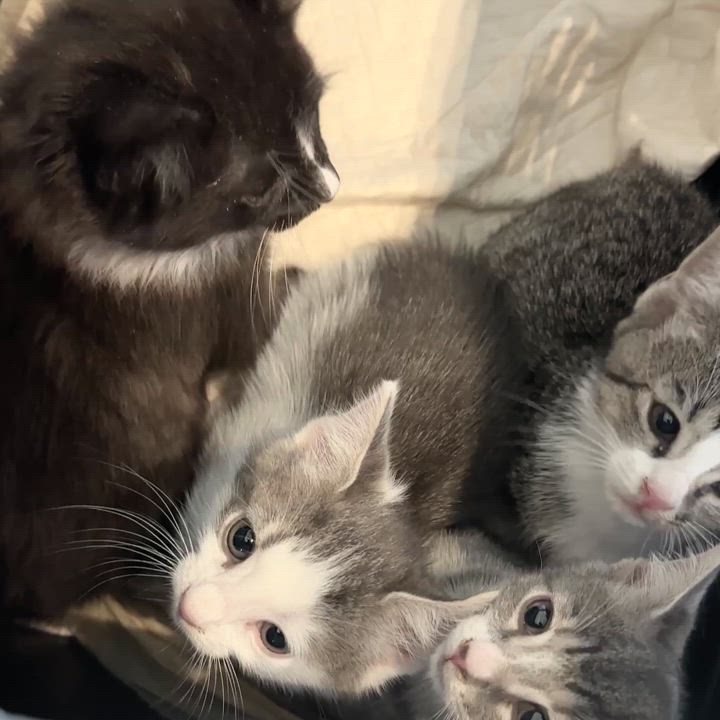 Enlarge Mandolin, a Adopted Domestic Short Hair in Jersey City, NJ video 2/6