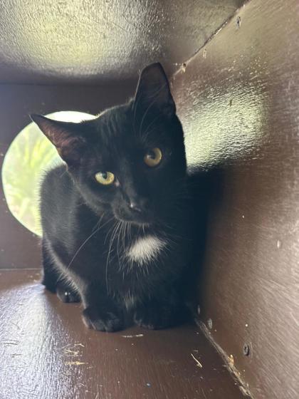 Orb, Adoptable, Young Male Domestic Short Hair & Domestic Short Hair.