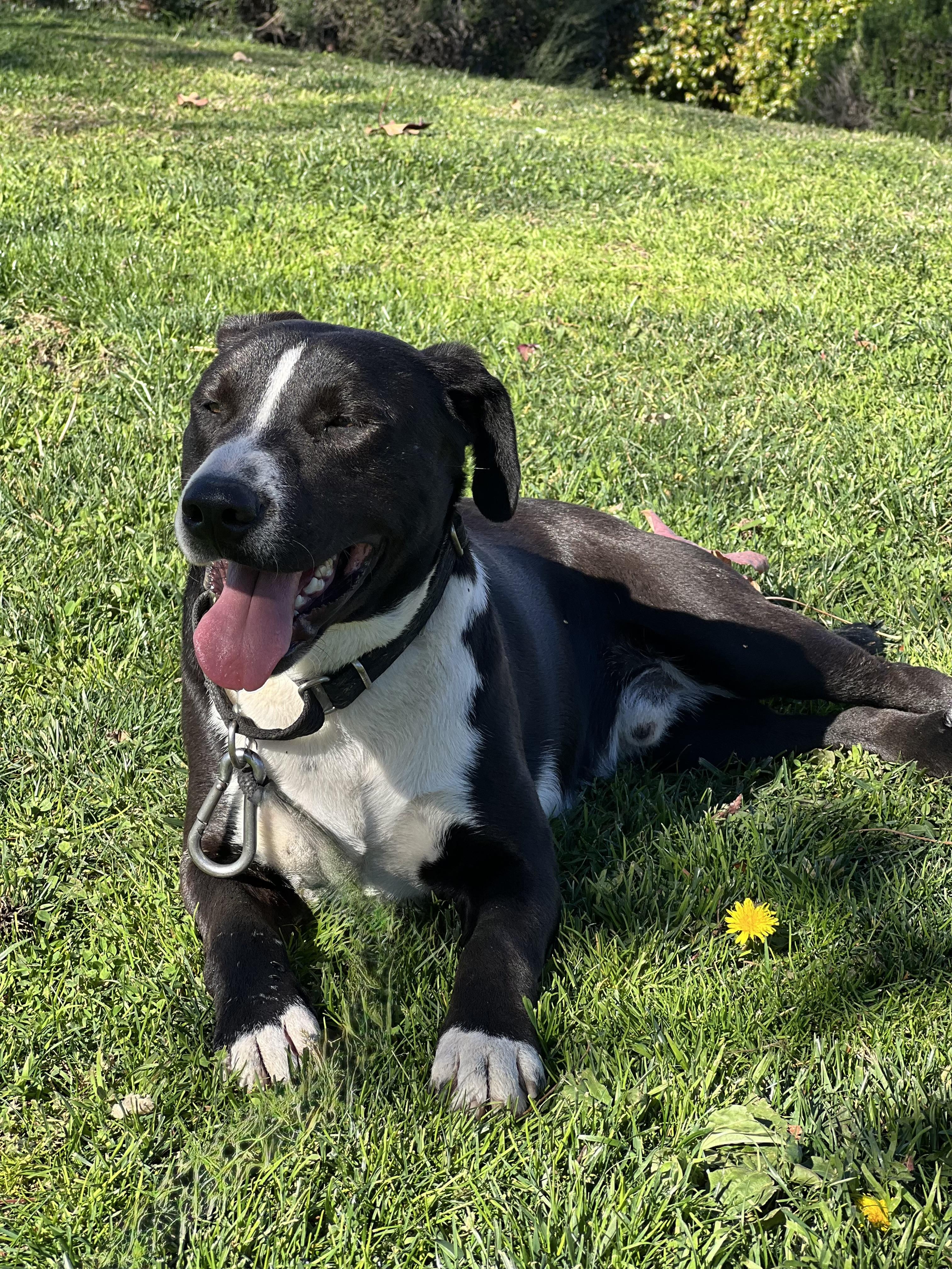LUCAS, an adopted mixed breed in Portland , OR image 5/5