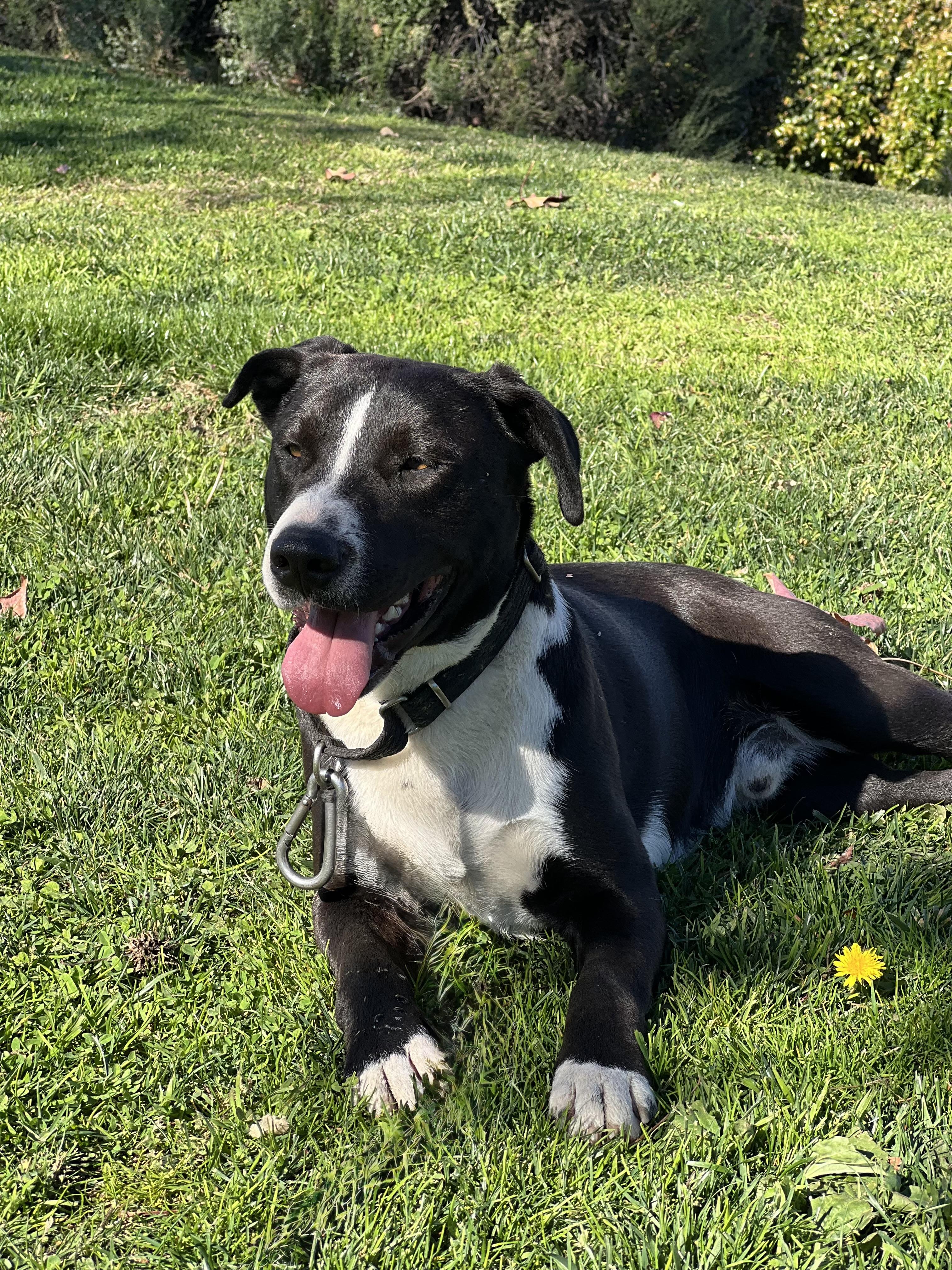 LUCAS, an adopted mixed breed in Portland , OR image 1/5