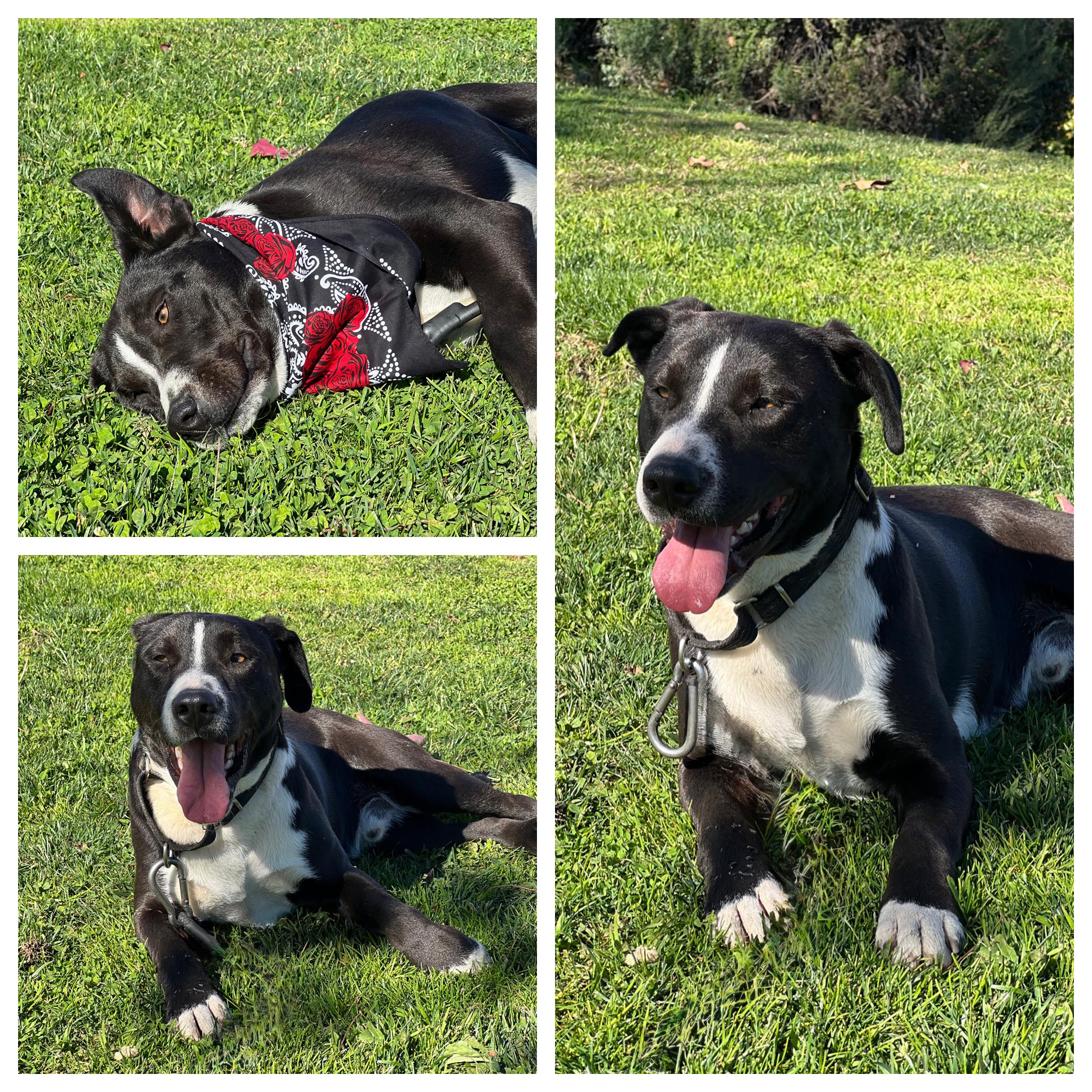 LUCAS, an adopted mixed breed in Portland , OR image 2/5