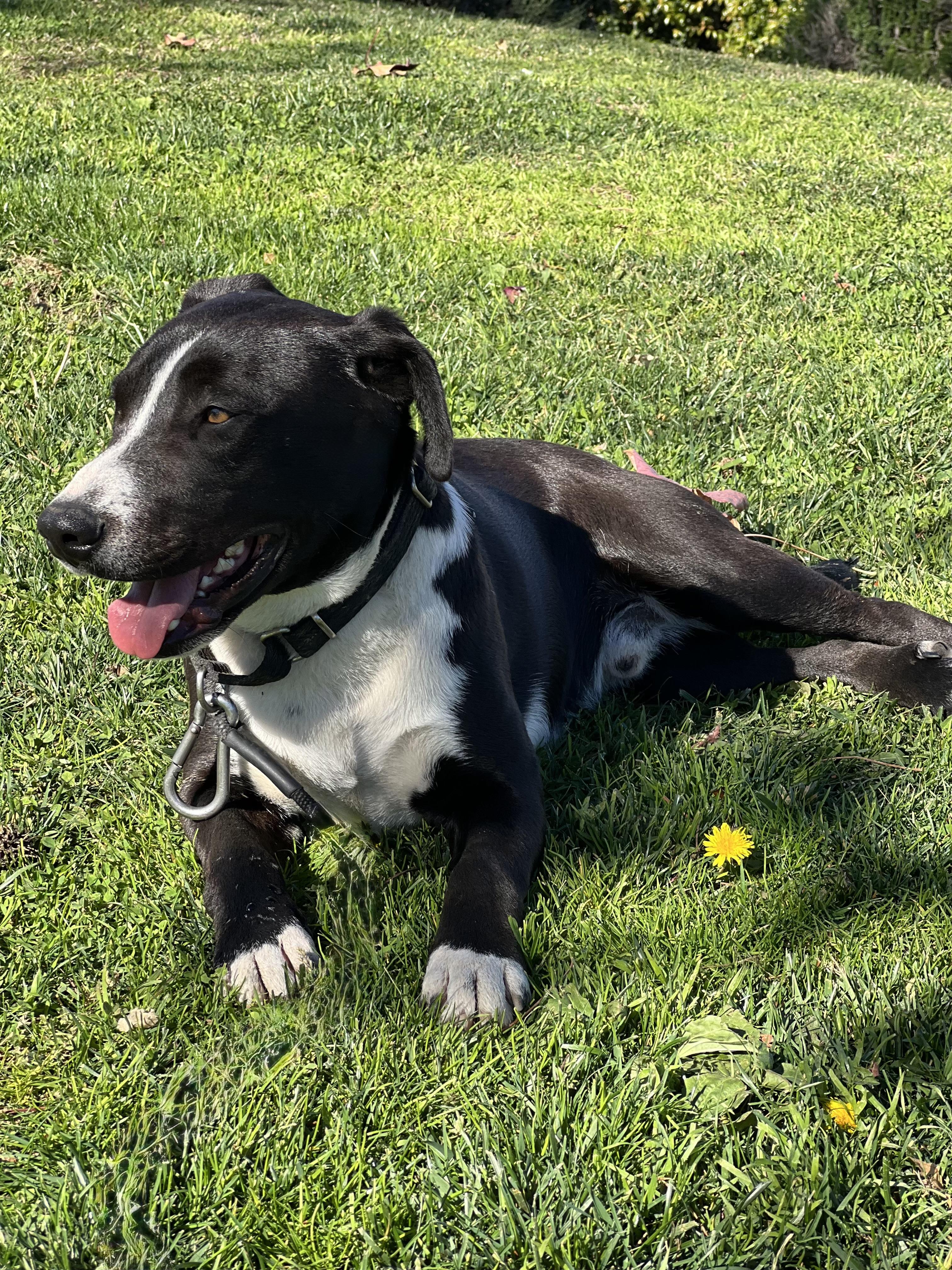 LUCAS, an adopted mixed breed in Portland , OR image 3/5