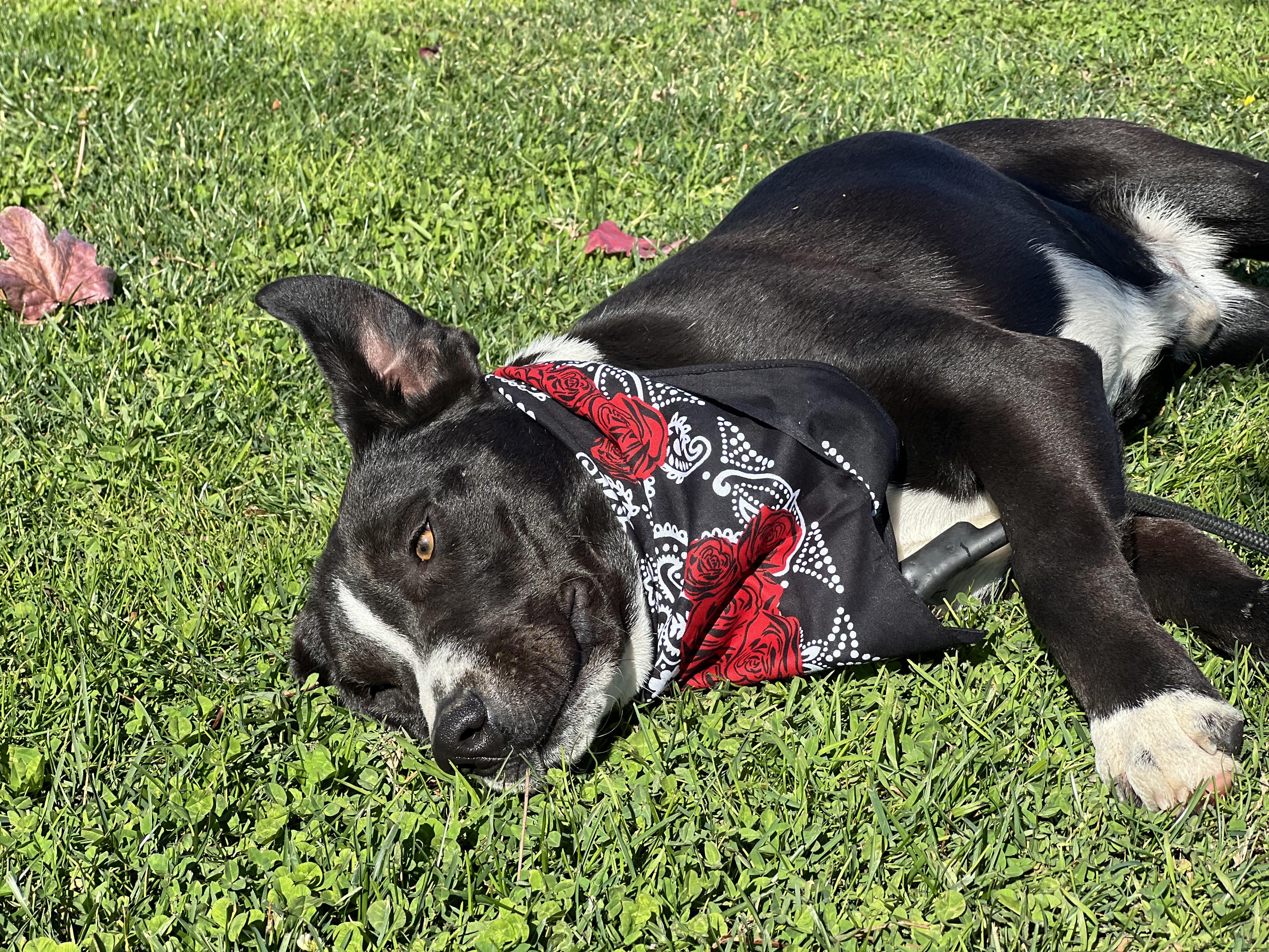 LUCAS, an adopted mixed breed in Portland , OR image 4/5