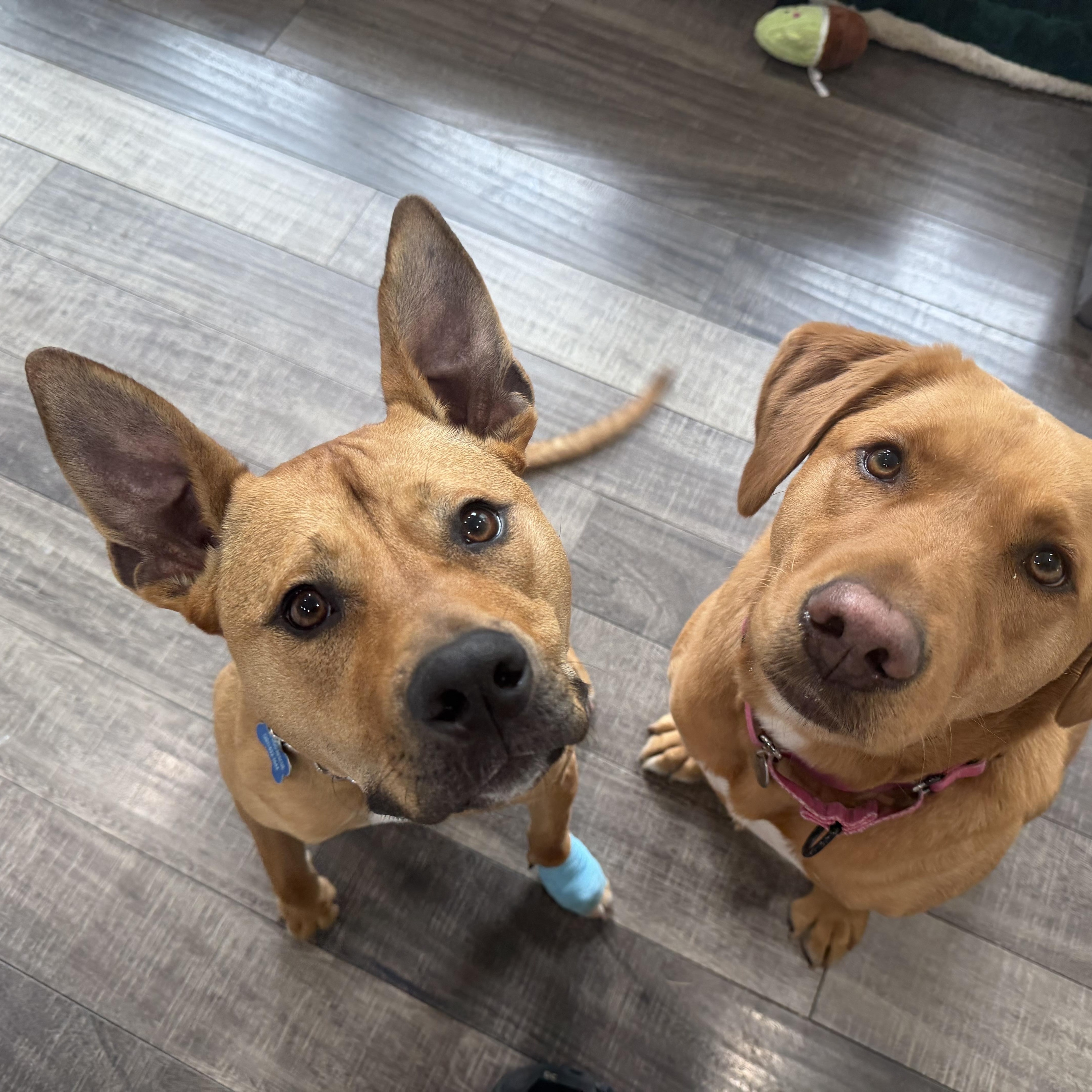 Bella, ADOPTABLE, Young Female American Bully & Staffordshire Bull Terrier.