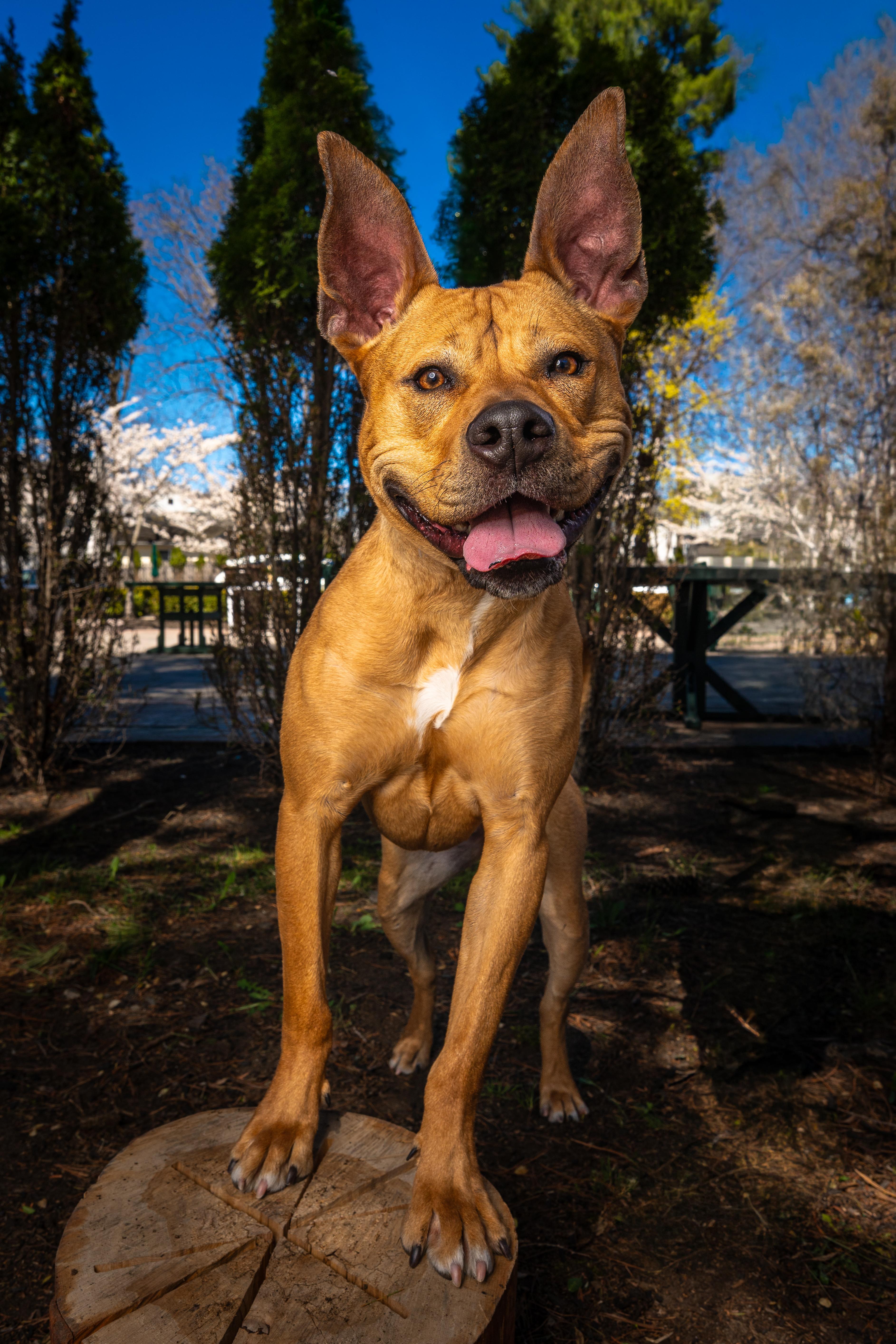 Enlarge Bella, a ADOPTABLE mixed breed in Mahwah, NJ image 6/6