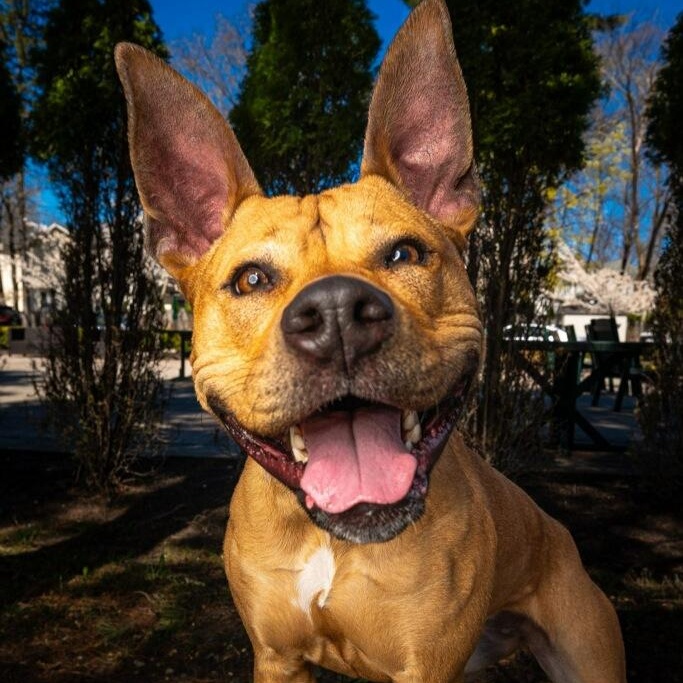 Enlarge Bella, a ADOPTABLE mixed breed in Mahwah, NJ image 1/6