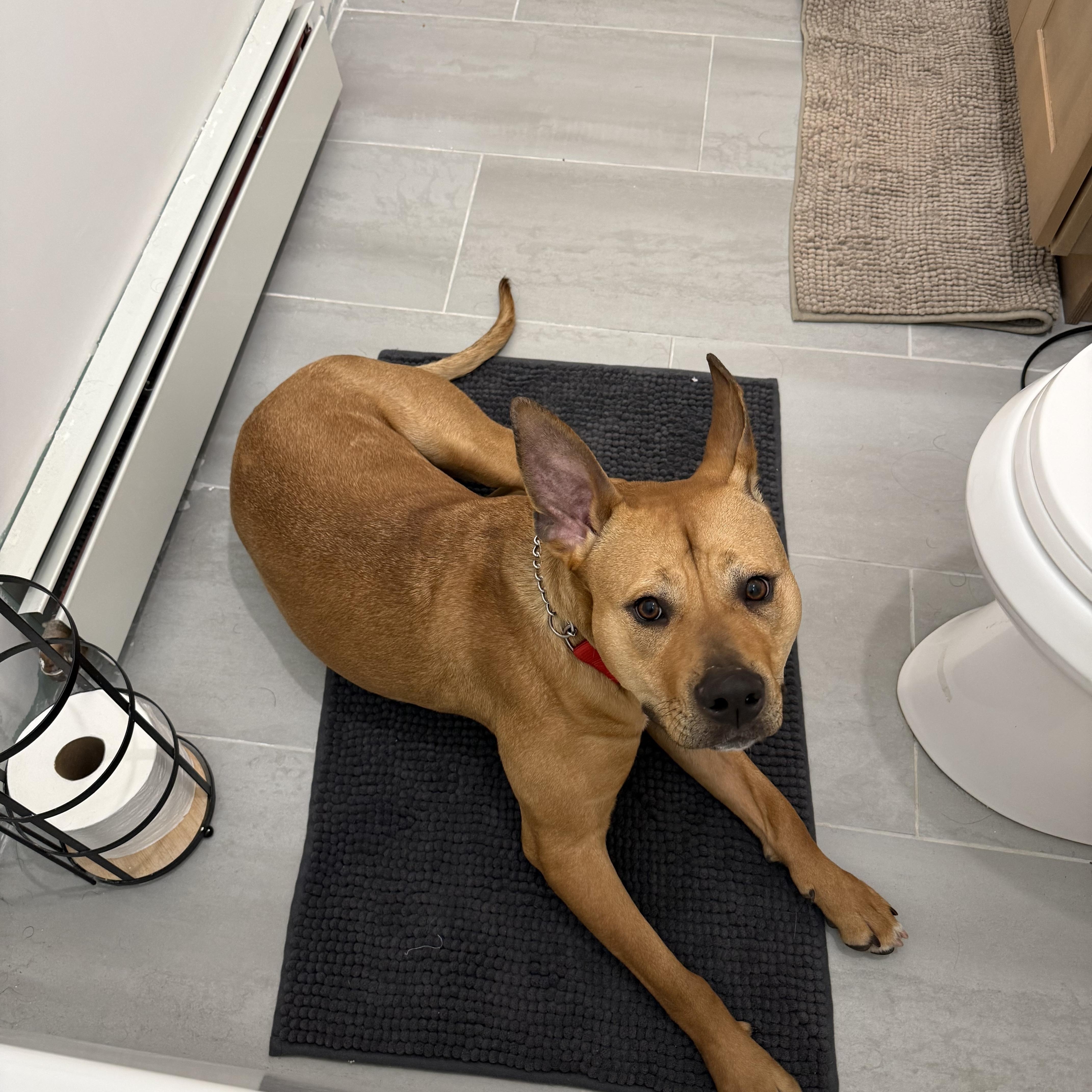 Enlarge Bella, a ADOPTABLE mixed breed in Mahwah, NJ image 4/6