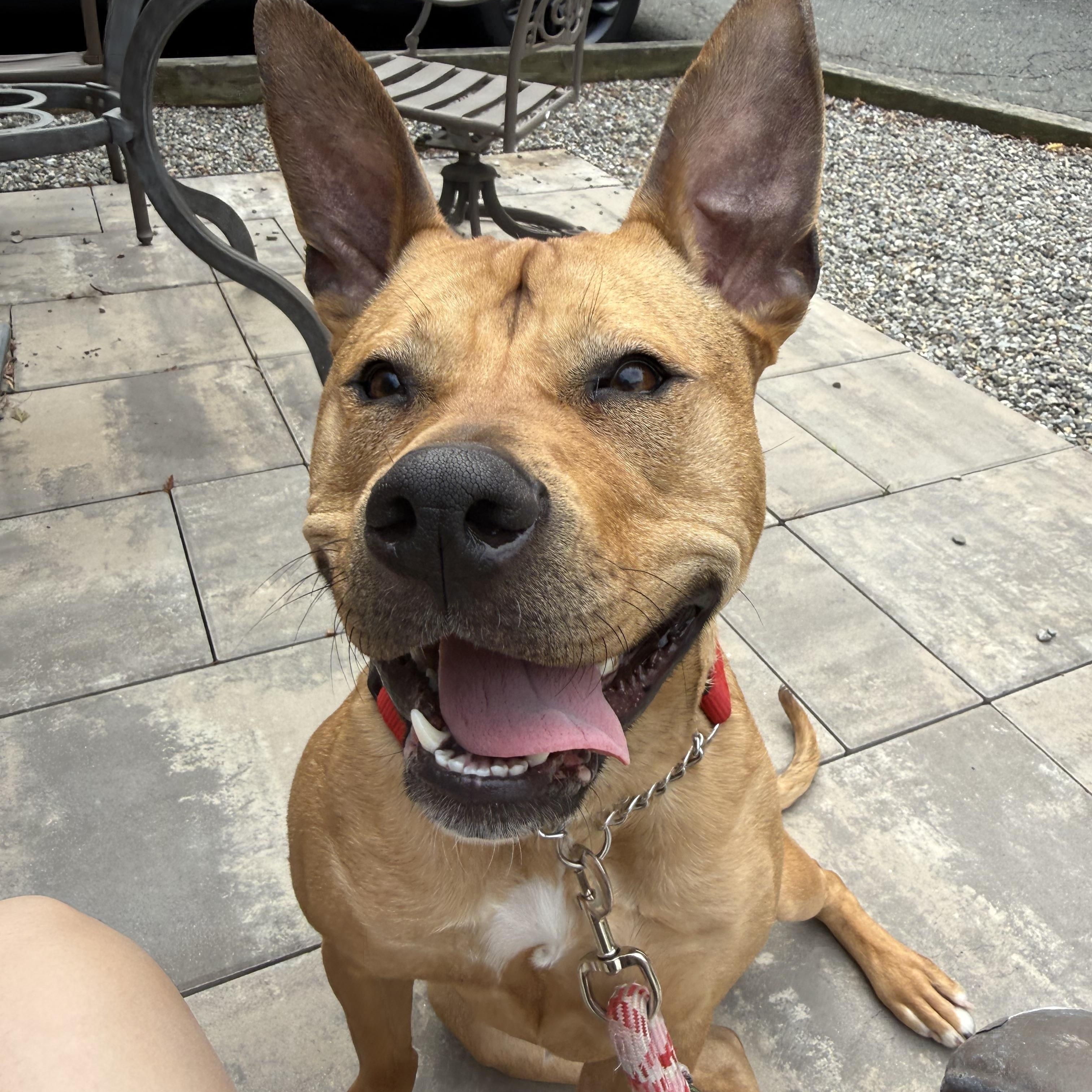 Enlarge Bella, a ADOPTABLE mixed breed in Mahwah, NJ image 3/6