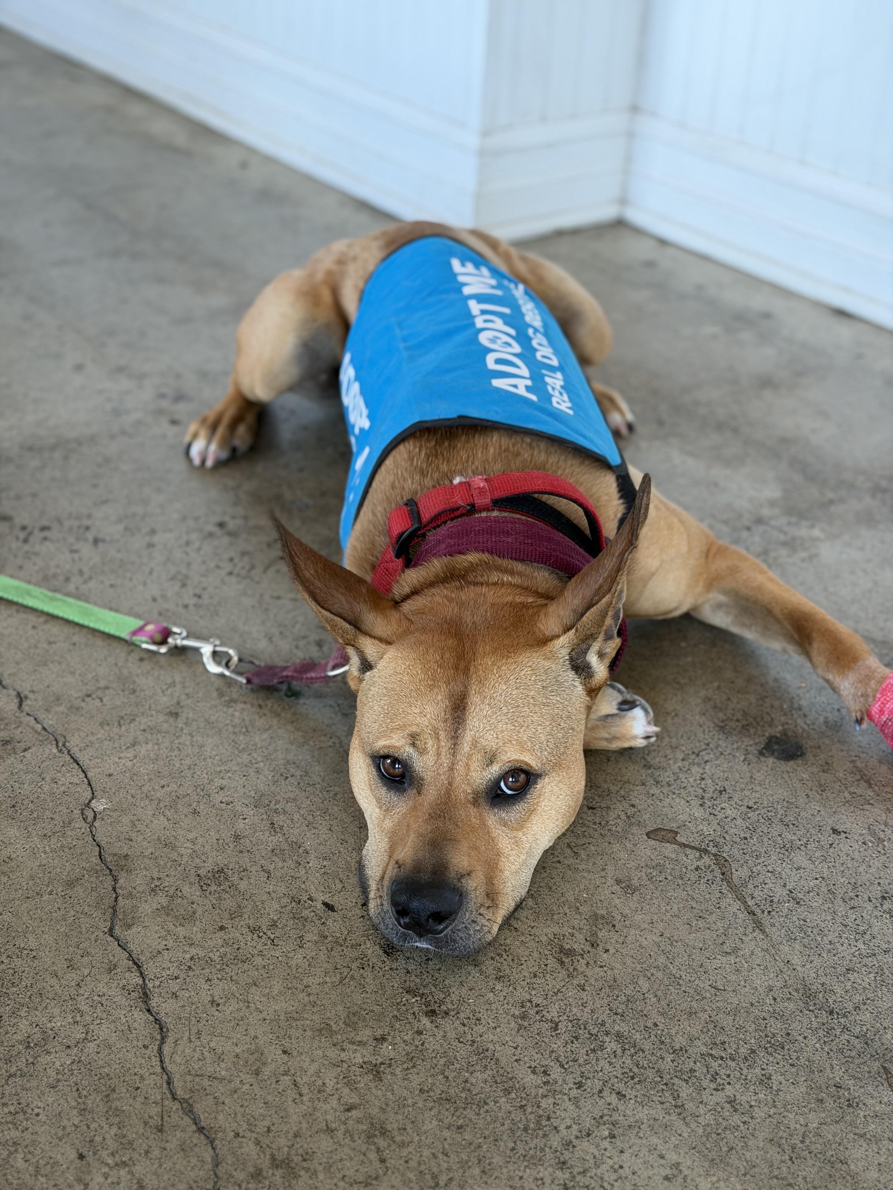 Bella, a ADOPTABLE mixed breed in Brielle, NJ image 5/6
