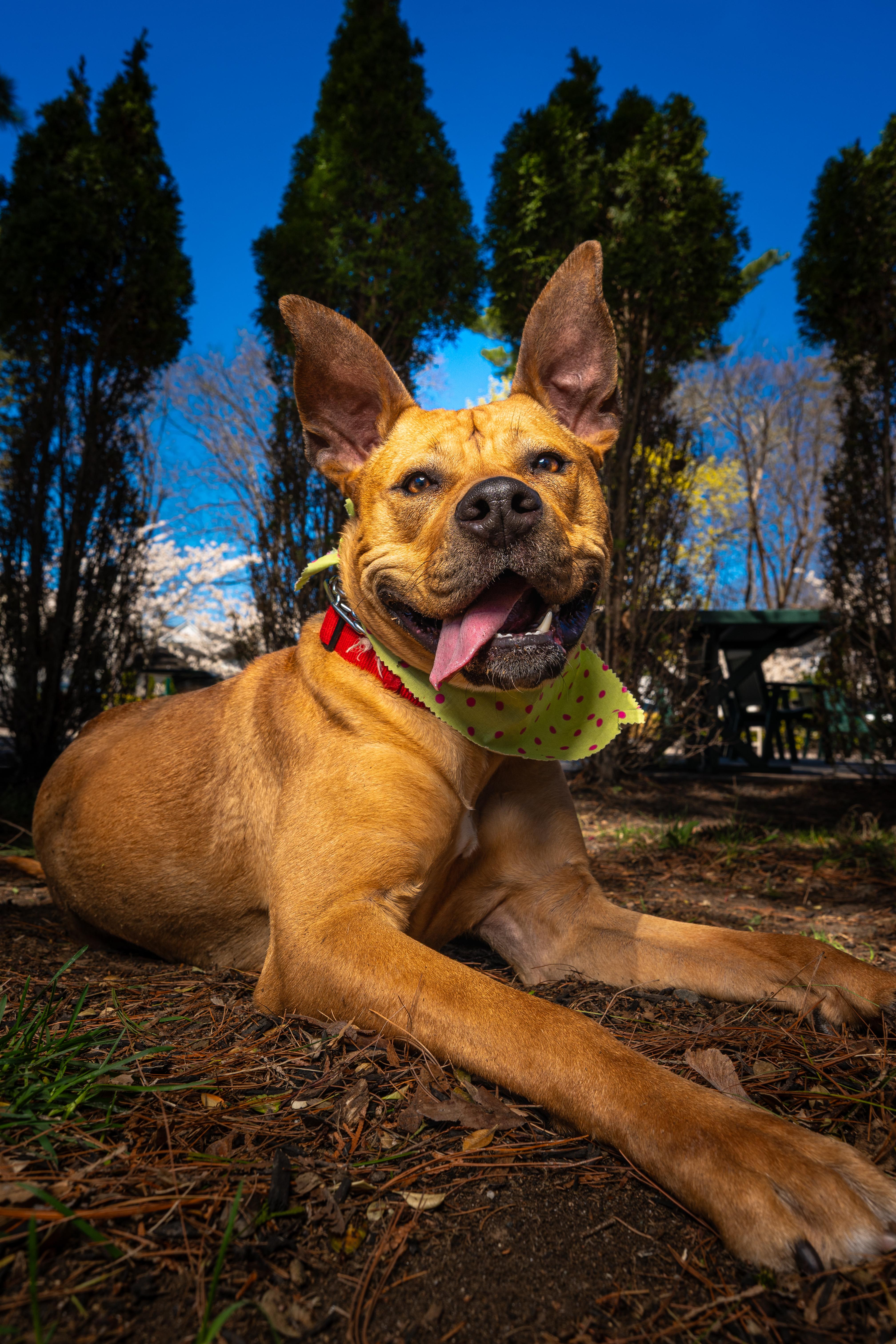 Enlarge Bella, a ADOPTABLE mixed breed in Mahwah, NJ image 5/6