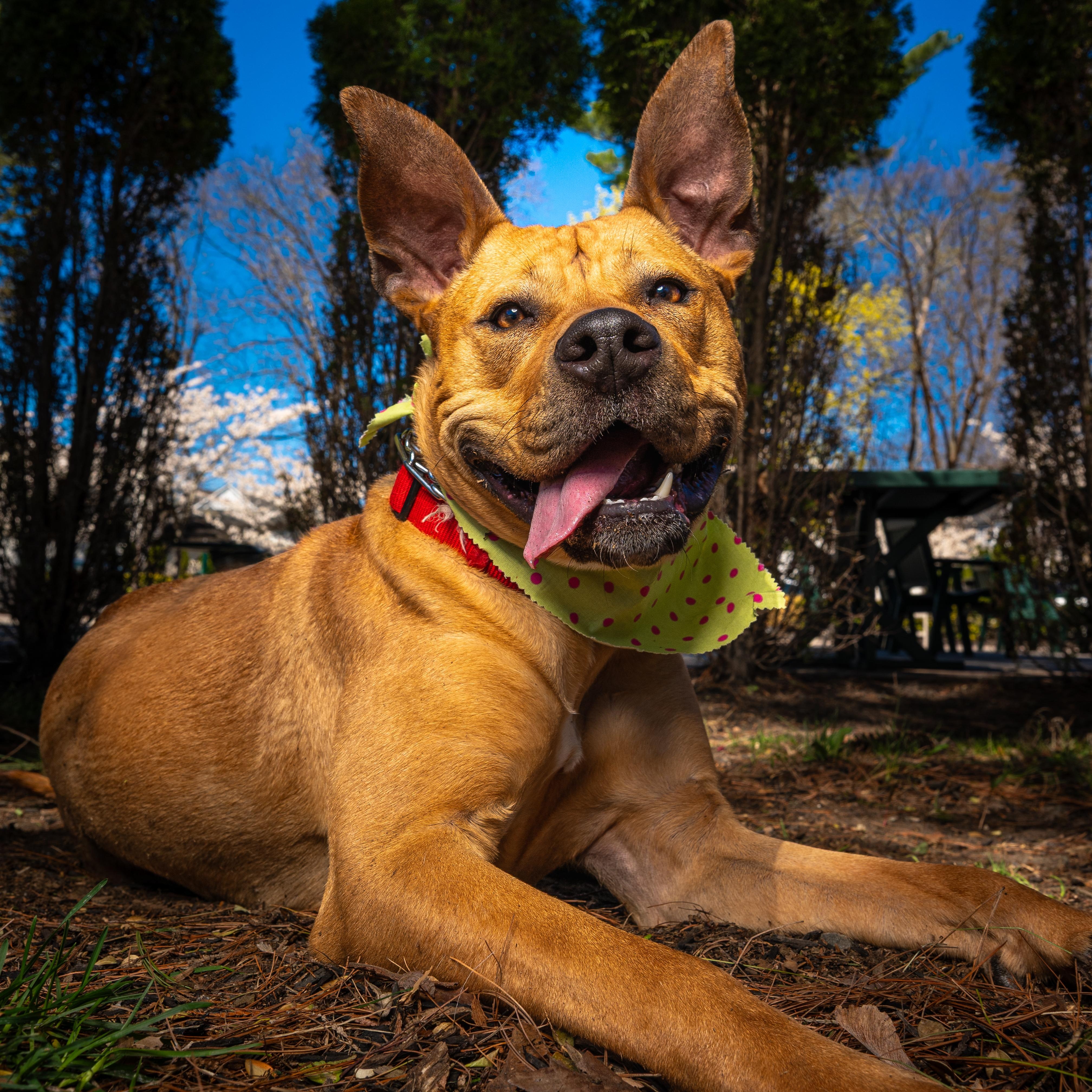 Bella, a ADOPTABLE mixed breed in Brielle, NJ image 2/6