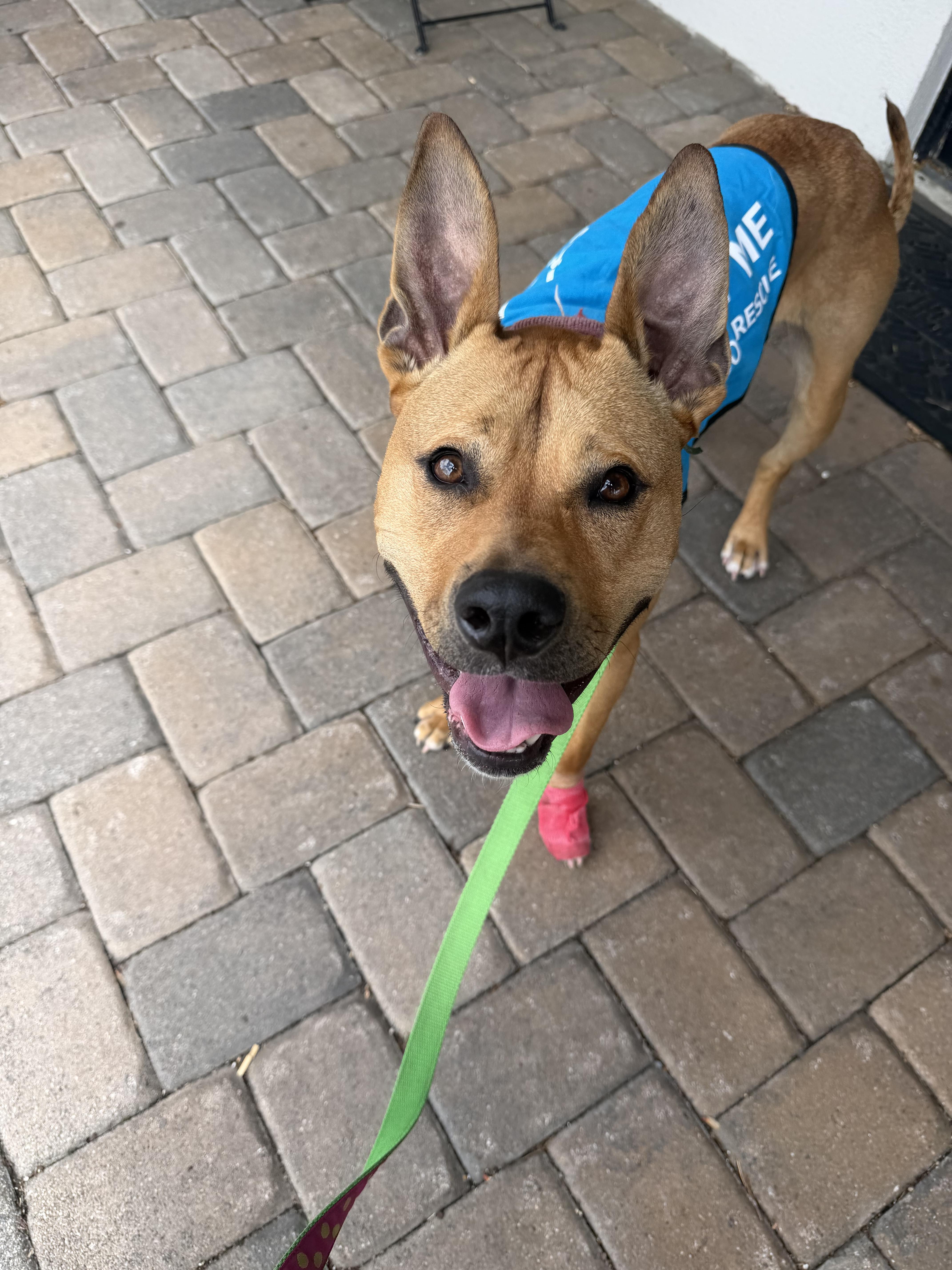 Bella, a ADOPTABLE mixed breed in Brielle, NJ image 6/6