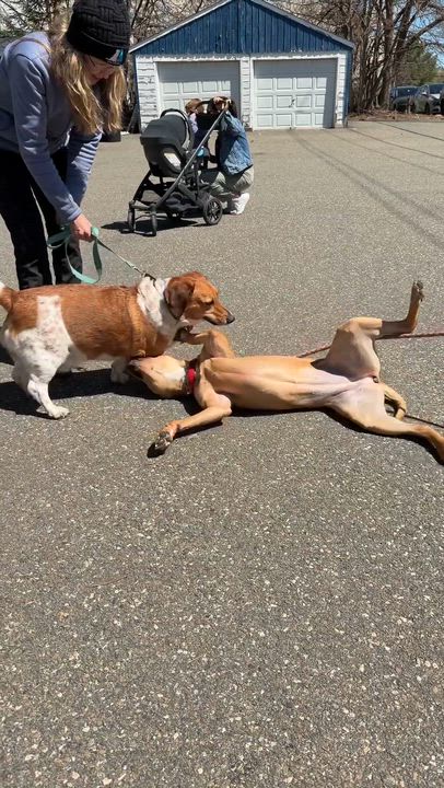 Enlarge Bella, a ADOPTABLE mixed breed in Mahwah, NJ video 2/6