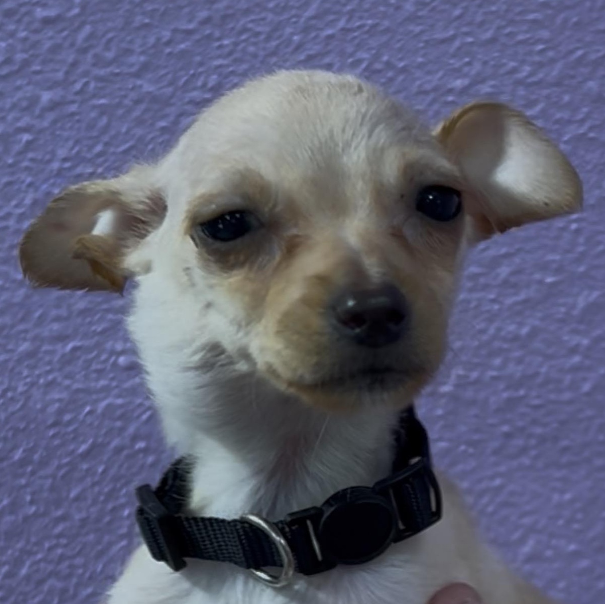 Elm, Adopted, Puppy Female Chihuahua.