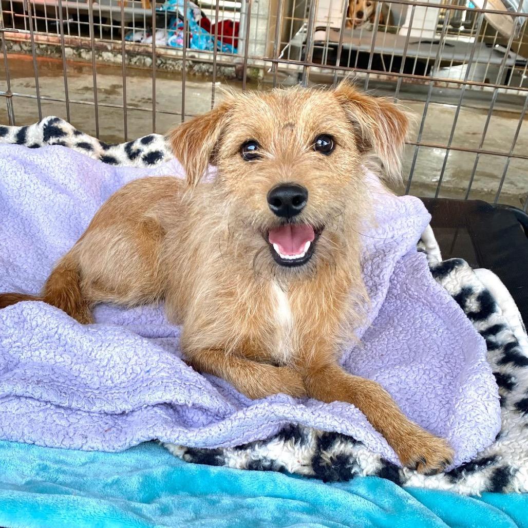 Canelo, Adoptable, Young Male Terrier.