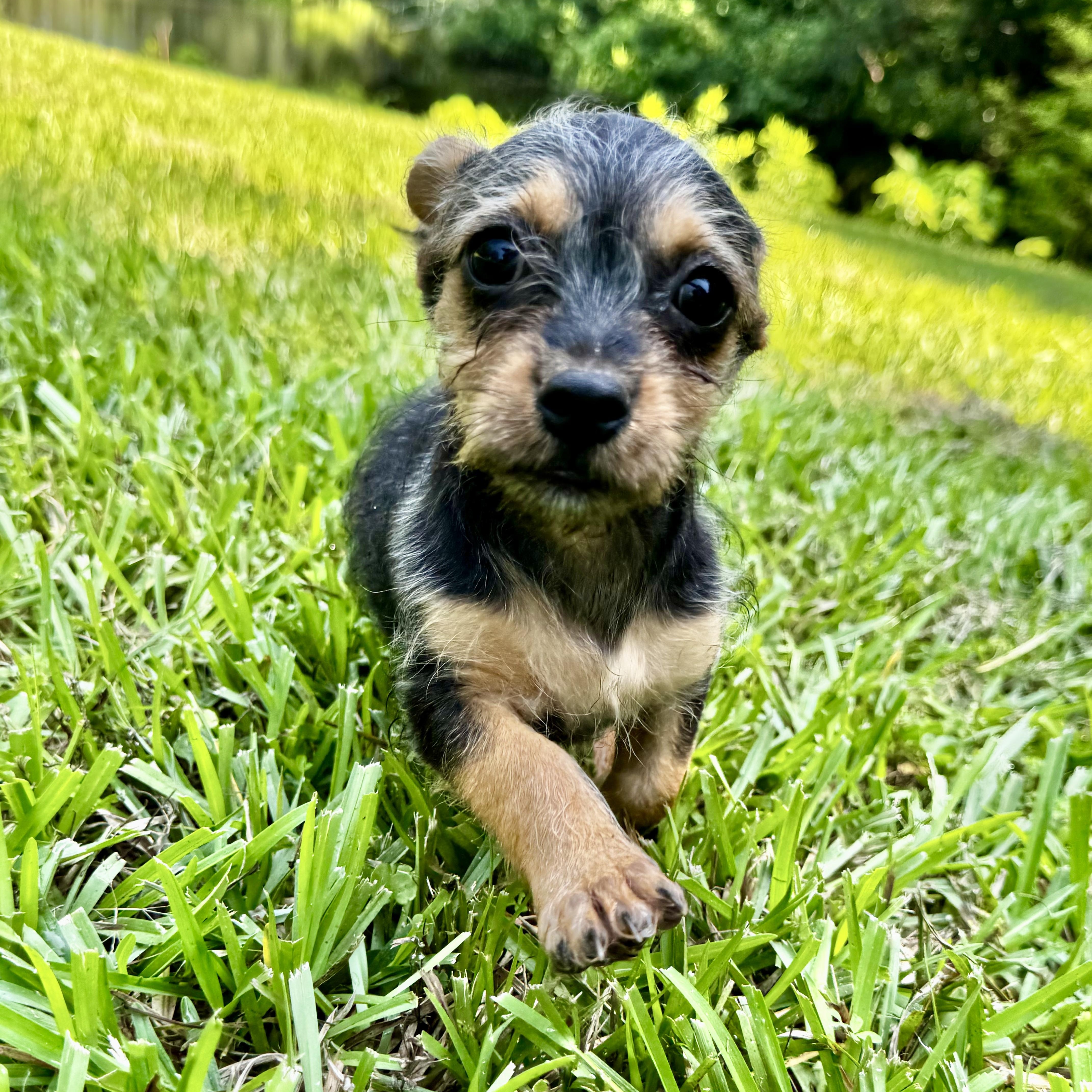 Enlarge Kenzie, a Adoptable mixed breed in Knoxville, TN image 4/6