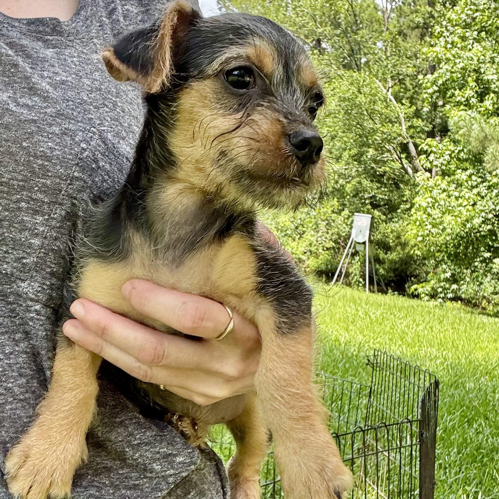 Enlarge Kenzie, a Adoptable mixed breed in Knoxville, TN image 5/6