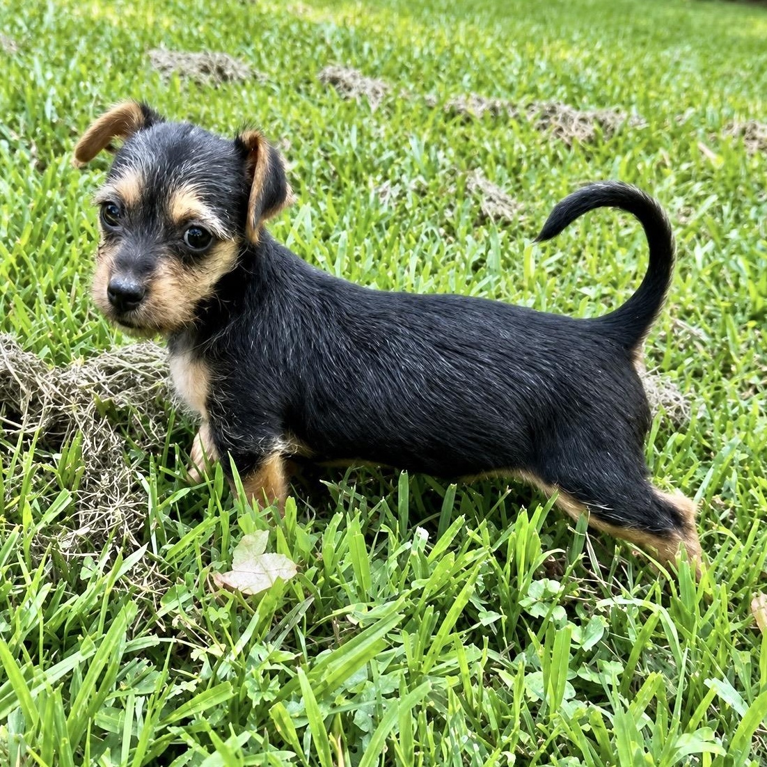 Enlarge Kenzie, a Adoptable mixed breed in Knoxville, TN image 1/6