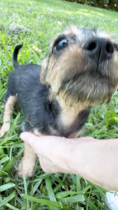 Enlarge Kenzie, a Adoptable mixed breed in Knoxville, TN video 2/6