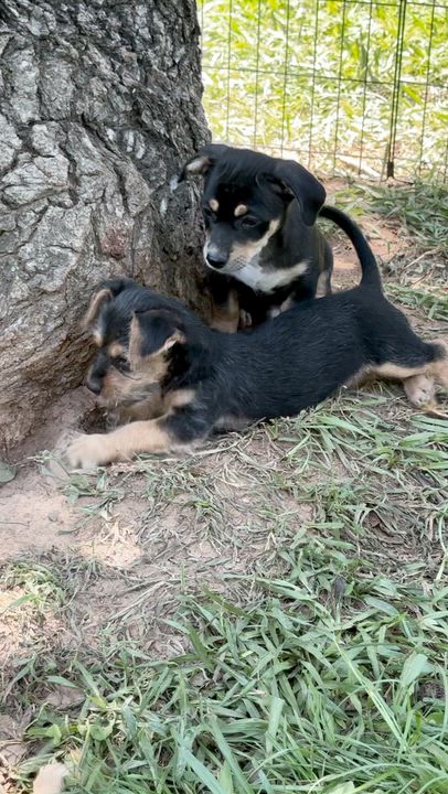 Enlarge Kenzie, a Adoptable mixed breed in Knoxville, TN video 6/6