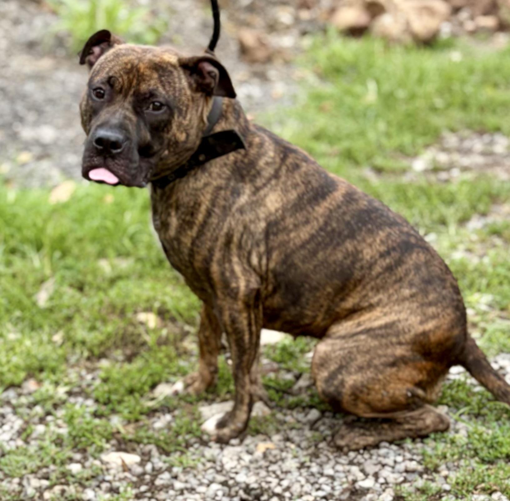 Enlarge Molly, a ADOPTABLE American Bully in McKeesport, PA image 3/6