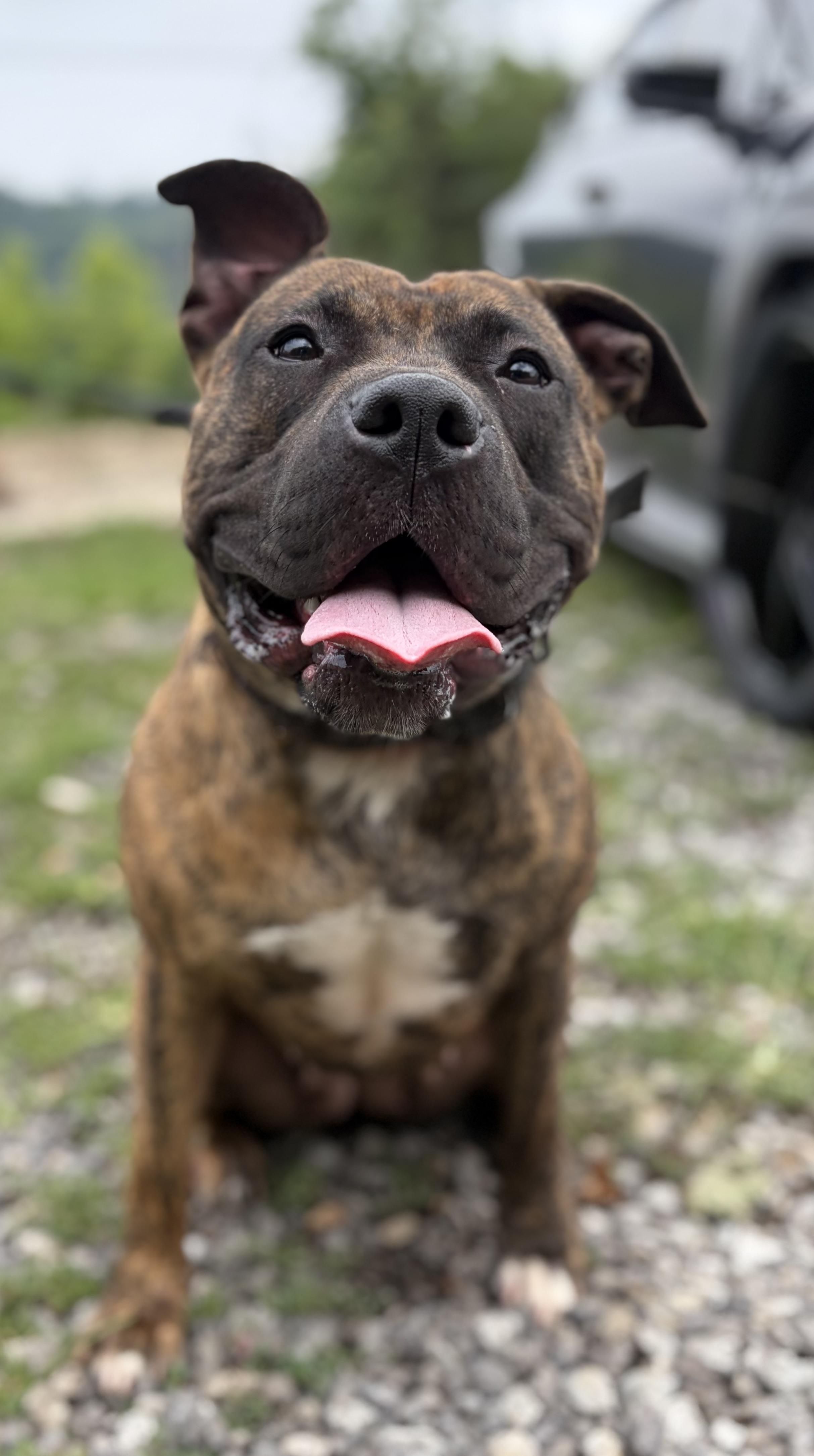 Enlarge Molly, a ADOPTABLE American Bully in McKeesport, PA image 1/6