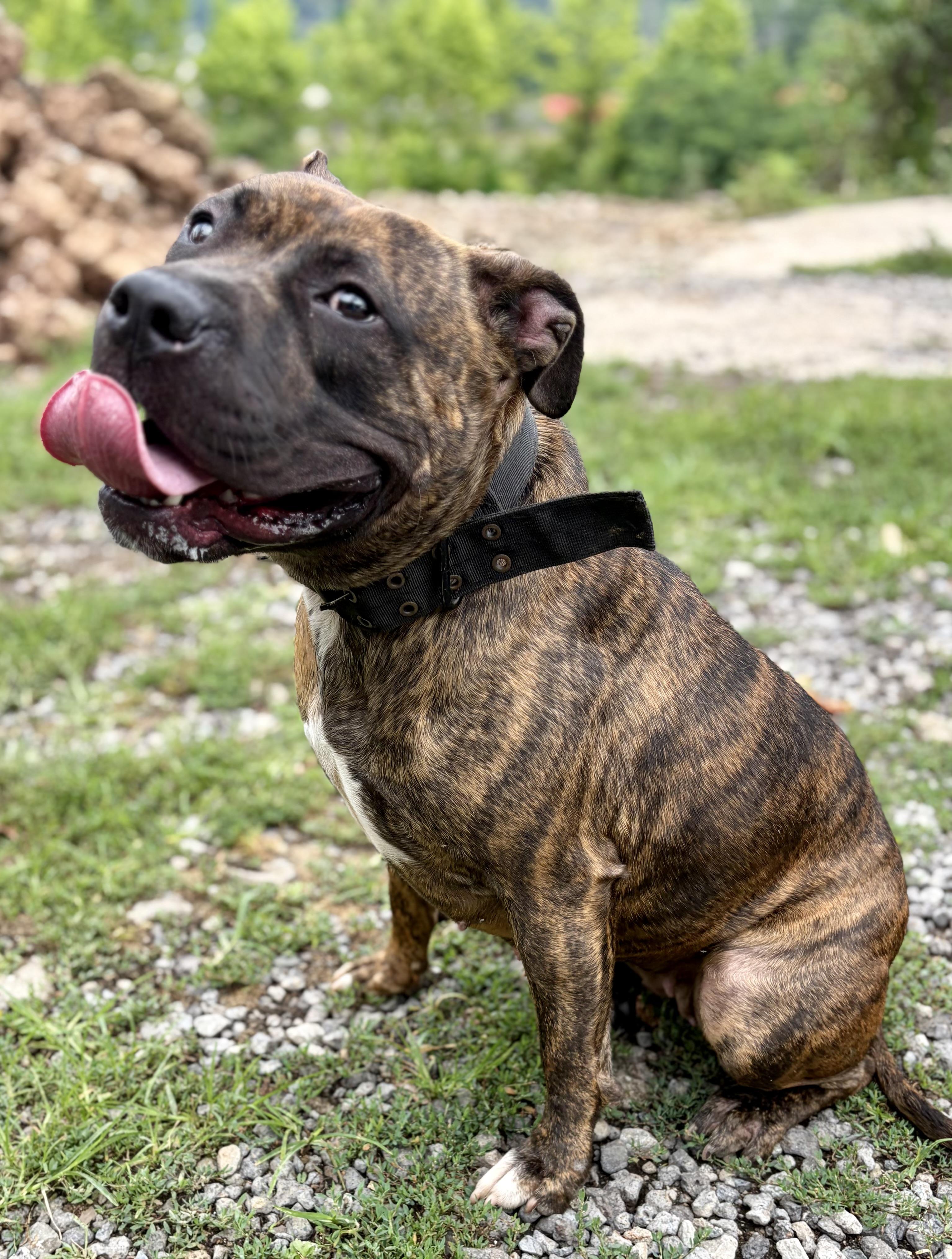 Enlarge Molly, a ADOPTABLE American Bully in McKeesport, PA image 4/6