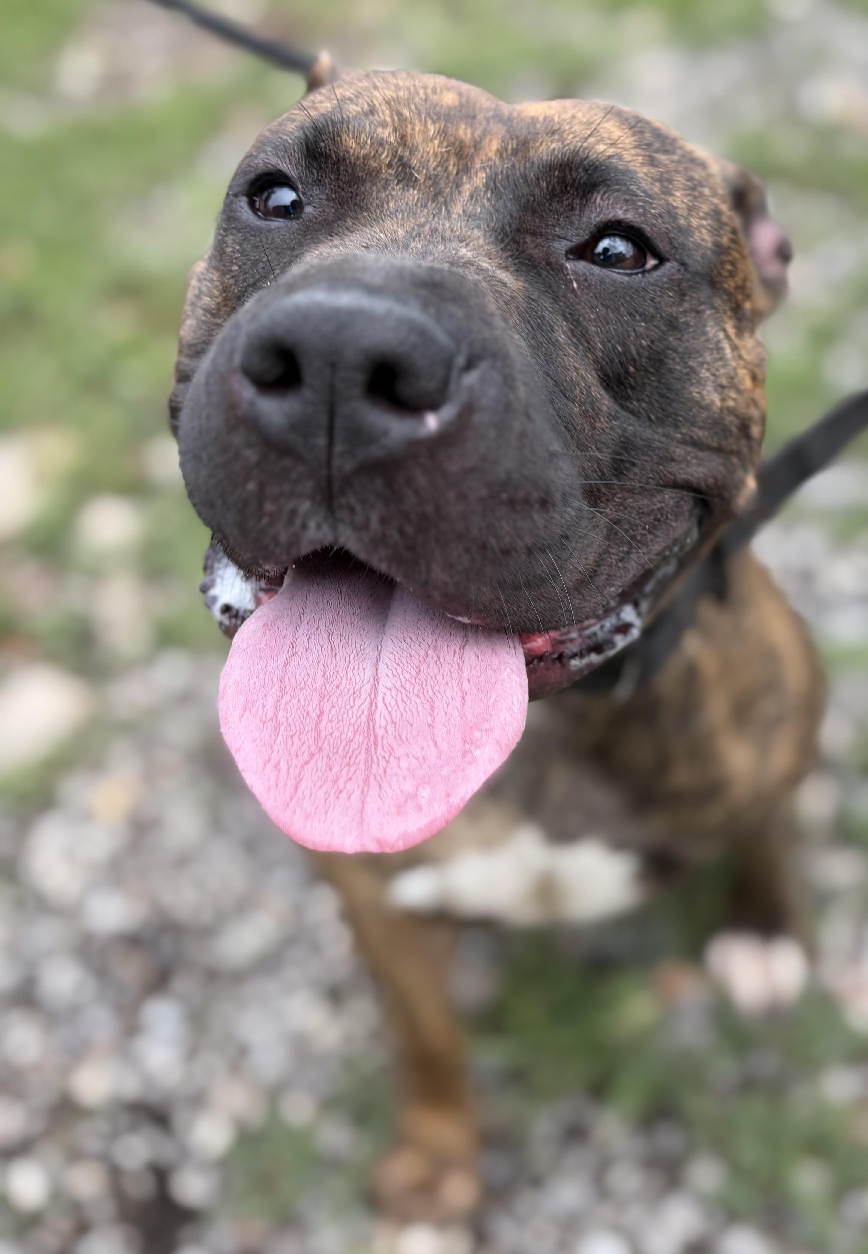 Enlarge Molly, a ADOPTABLE American Bully in McKeesport, PA image 2/6