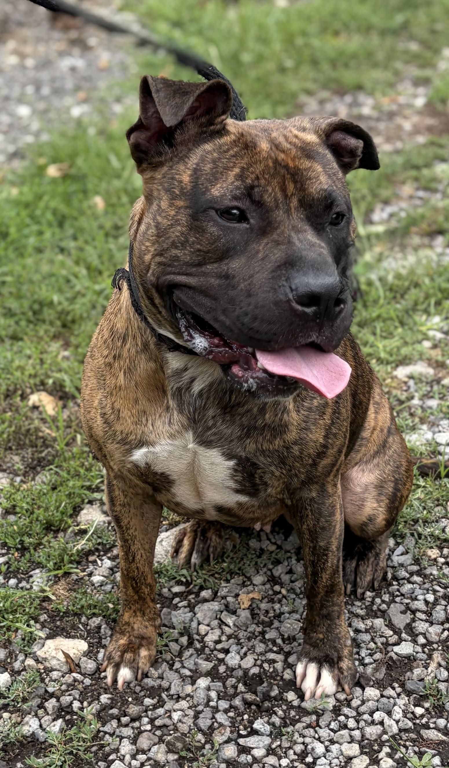 Enlarge Molly, a ADOPTABLE American Bully in McKeesport, PA image 6/6