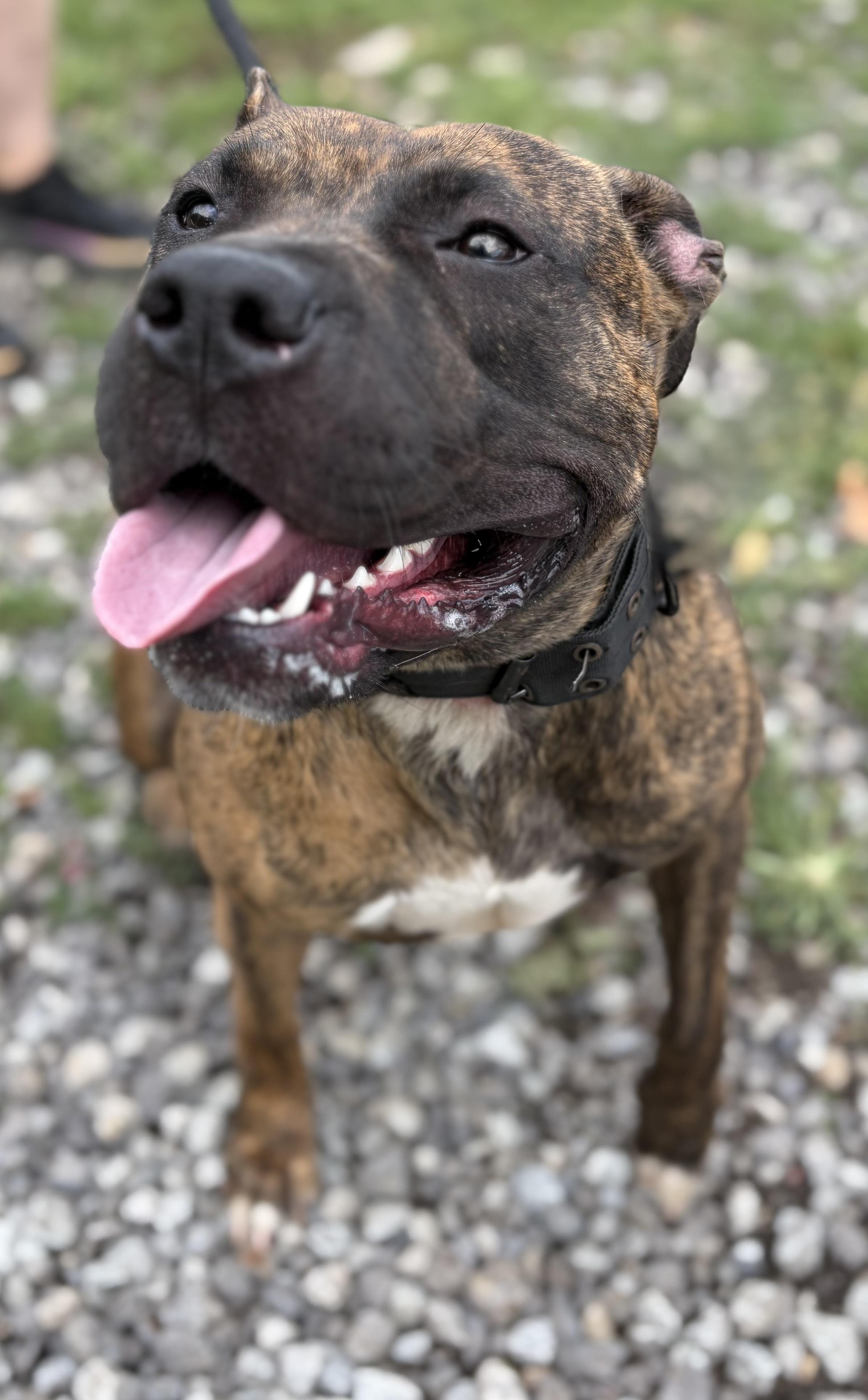 Enlarge Molly, a ADOPTABLE American Bully in McKeesport, PA image 5/6
