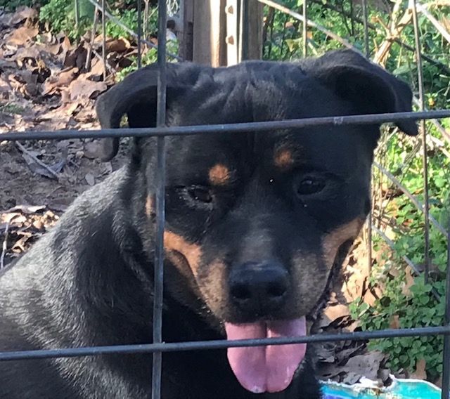 Rottie Boy, a Adoptable Rottweiler in Rockdale, TX image 2/6