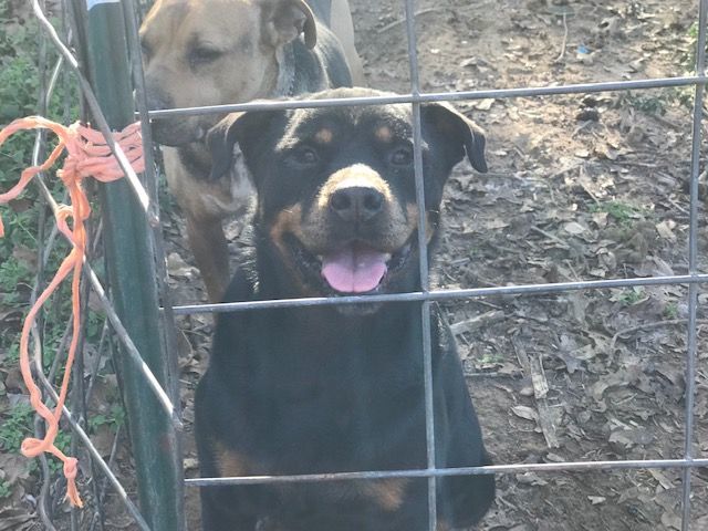 Rottie Boy, a Adoptable Rottweiler in Rockdale, TX image 3/6